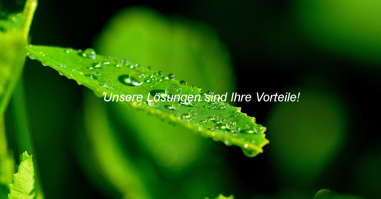 Wassertropfen auf einem grünen Blatt