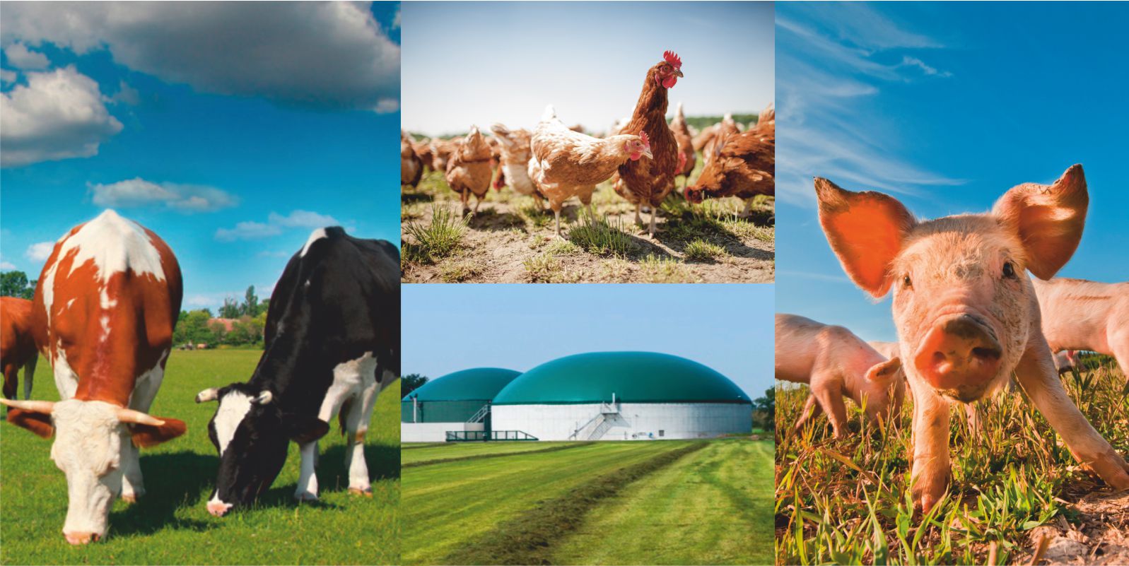 landwirtschaft_h Collage: Kühe auf der Weide, Hühner, ein Ferkel und ein Landwirtschaftsbetrieb
