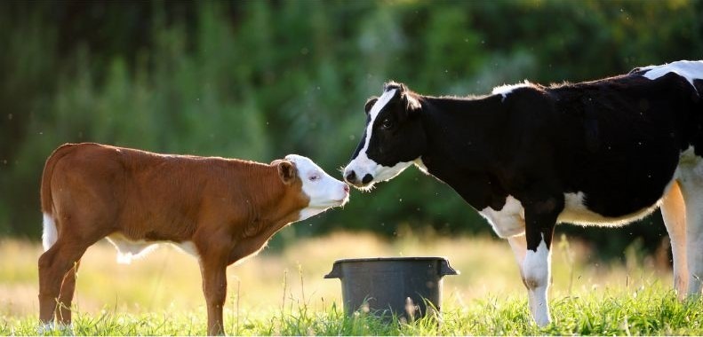 Kalb und Kuh an einer Tränke auf der Weide