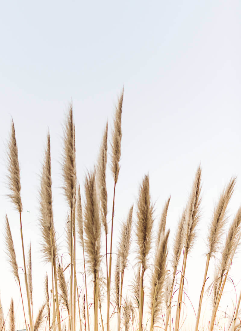 Hohe Gräser vor hellem Himmel – Anwendungsbereich Landwirtschaft