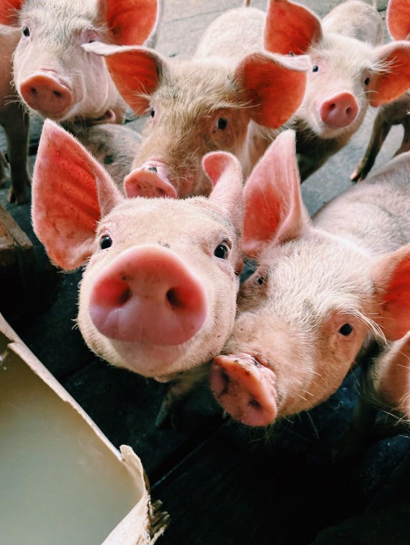 Schweine im Stall – Anwendungsbereich Landwirtschaft