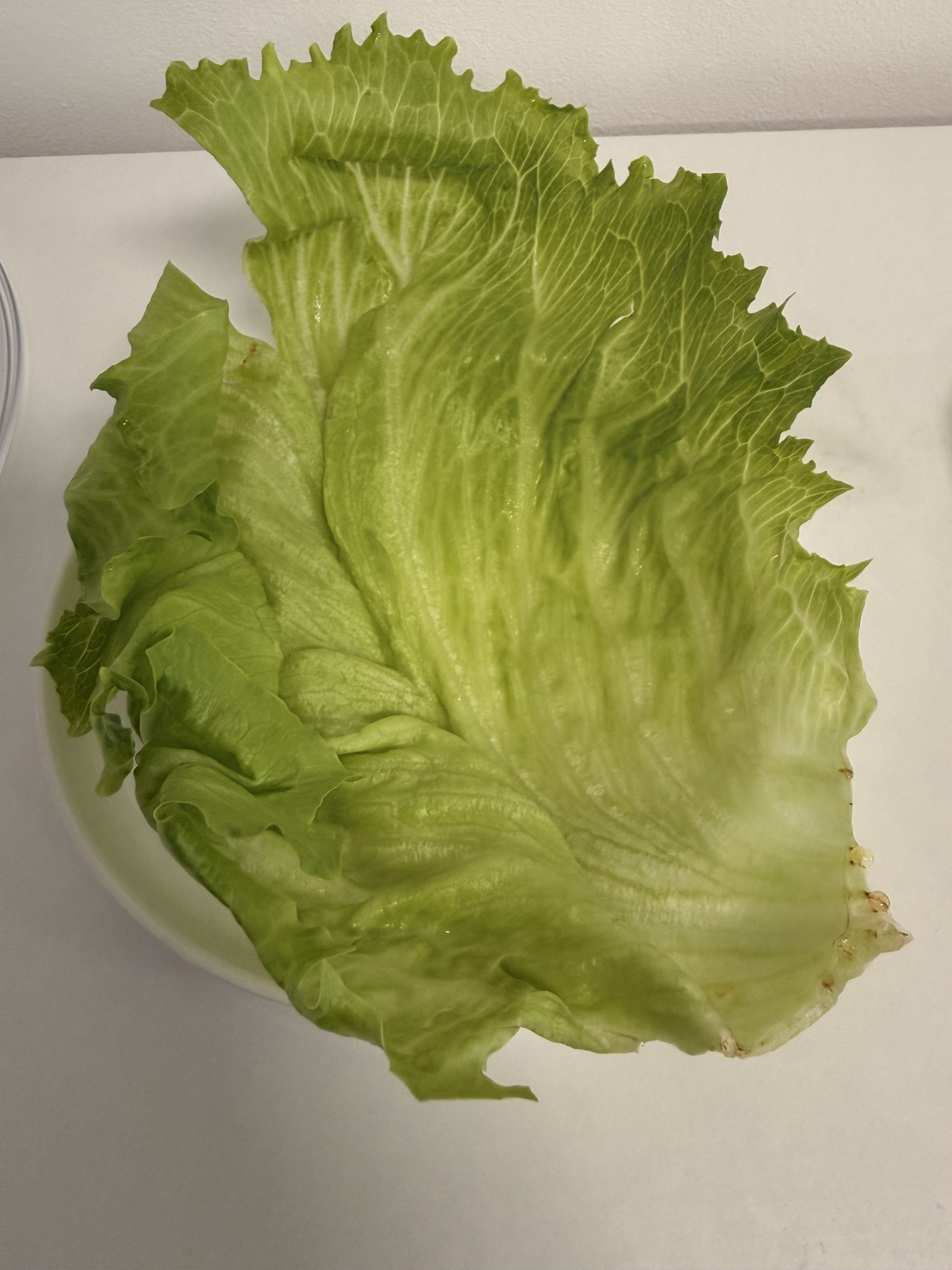Salatblatt nach 10 Tagen mit Ultraschallvernebelung: frisch und knackig